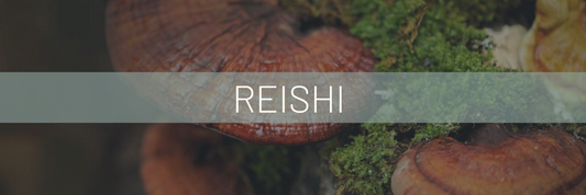 The King Of Mushrooms: Reishi (Ganoderma Lucidum)