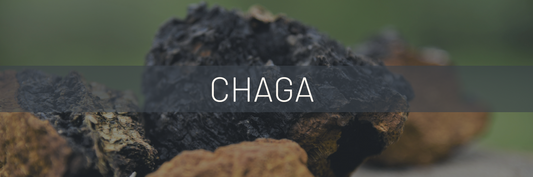 Black Gold: The Chaga (Inonotus obliquus) Mushroom