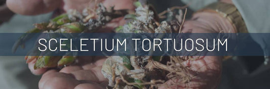 The Remarkable Journey of Sceletium Tortuosum: Ancient Wisdom Meets Modern Science