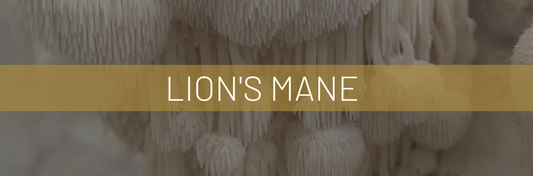 The Gift Of The Lion's Mane Mushroom (Hericium erinaceus)