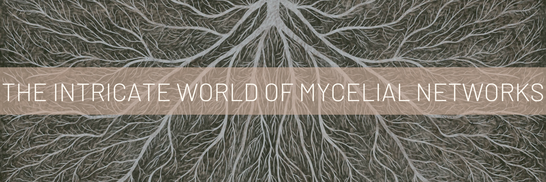 Beneath Our Feet: The Intricate World of Mycelium Networks